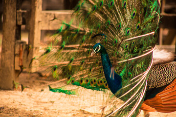 pavo real