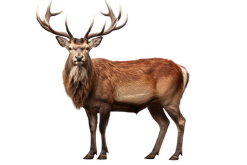 Fototapeta premium A majestic red deer stag with large antlers standing proudly isolated on white background