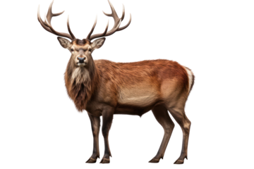 A majestic red deer stag with large antlers standing proudly isolated on white background