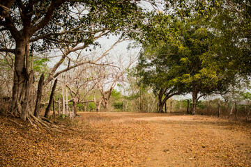 Bosque seco