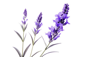 A lavender flower with a soft focus effect, emphasizing its gentle curves and subtle hues, isolated on a white background