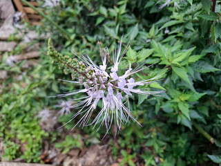 selective focus on the cat's whiskers flower, in Latin Orthosiphon aristatus and in Indonesian it is called daun kumis kucing. soft focus