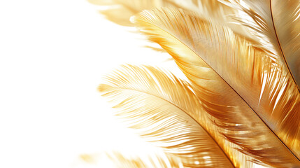 feathers on white background