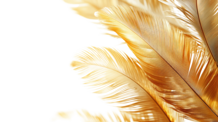 feathers on white background