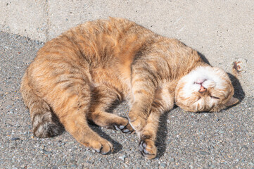 Fototapeta premium 福岡県新宮町・猫の島（相島）の野良猫
