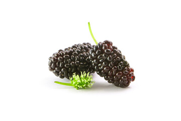 Mulberry with young fruit isolated on white background.