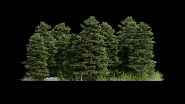 pine tree loop animation, 3d nature forest isolated background