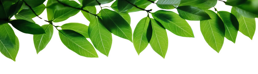 Fototapeta premium Vibrant green leaves showcasing the beauty of nature, perfect for backgrounds, design, or eco-themed projects.
