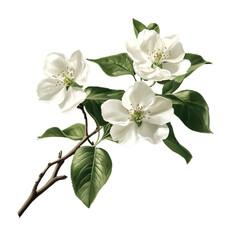 Obraz premium White flowers and green leaves on a branch