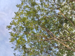 Natural background of lush foliage with negative space.