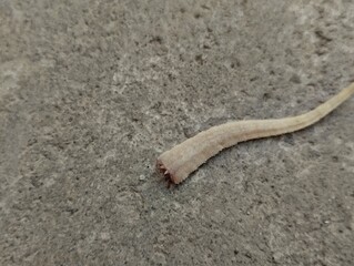 a broken lizard tail. The lizard has a self defense mechanism called autotomy, where it can sever its tail in response to a threat or attack.