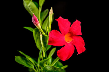 Fototapeta premium Blooming Dipladenia red on a black background