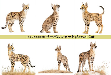Obraz premium サーバルキャット／Serval Cat アフリカの野生動物背景白の切り抜きセット。Generative AI