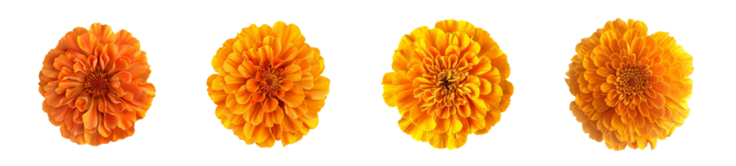 orange zinnia flower collection isolated on transparent background