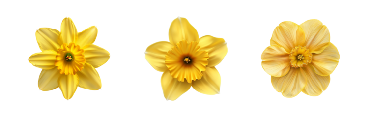 Collection of Yellow daffodil flower isolated on transparent background