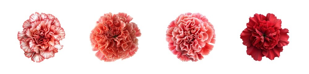 Naklejka premium Red and White Carnation Flowers Pack with Transparent Background