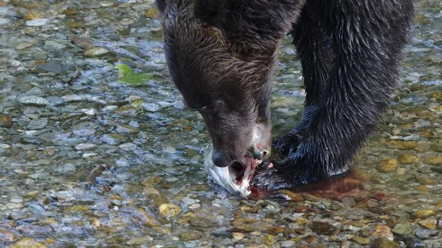 Close up view: Brown bear eats salmon brains in spawning stream