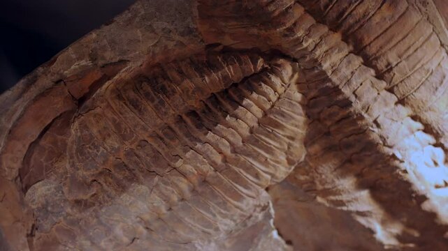 A fossilized trilobite, showcasing its detailed, segmented exoskeleton embedded in rock. Ancient creature's structure, offering a glimpse into prehistoric life