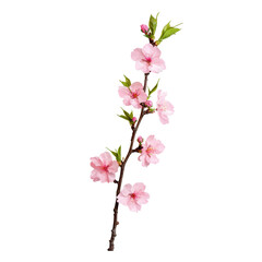Delicate pink flower branch with green leaves on a dark background