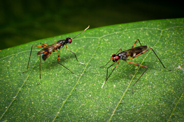 Sciapus is a genus of long-legged flies in the family Dolichopodidae, Macro photo of a pair of insects mating on a green leaf