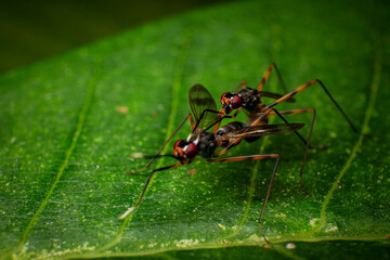 Sciapus is a genus of long-legged flies in the family Dolichopodidae, Macro photo of a pair of insects mating on a green leaf