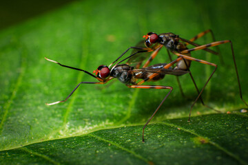 Sciapus is a genus of long-legged flies in the family Dolichopodidae, Macro photo of a pair of insects mating on a green leaf