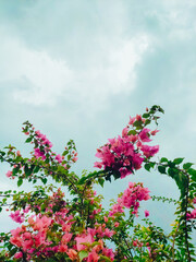 flowers in the garden