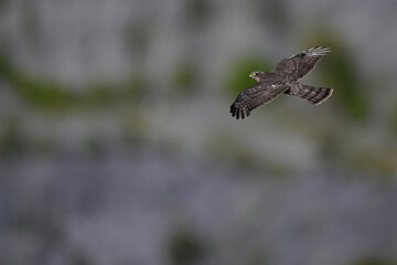 Sperber - Weibchen // Eurasian sparrowhawk - female (Accipiter nisus)