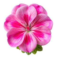 Obraz premium Pink Geranium Flower Isolated on Transparent Backgroun