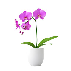 Beautiful pink orchid flower in a white pot with green leaves