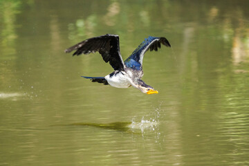 The little pied cormorant, little shag or kawaupaka is a common species of Australasian waterbird,...