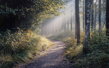 Obraz premium A path winds through a misty forest, sunlight filtering through the trees, creating a magical atmosphere.