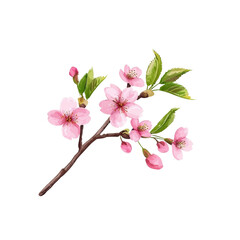 Beautiful pink cherry blossom branch with leaves