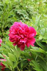 bright red peony flower with raindrops growing in the garden © Natalia