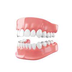 Obraz premium Realistic dental model showcasing upper and lower teeth for education