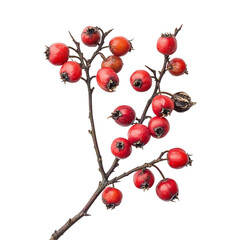 Red berries of hawthorn against a transparent background
