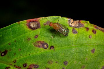 Condylostylus fly on leaf in the nature , Condylostylus is a genus of flies in the family Dolichopodidae. It is the second largest genus in the subfamily
