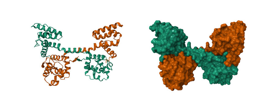 N-terminal actin-binding domain of human dystrophin. 3D cartoon and molecular surface models, pdb 1dxx, chain id color scheme