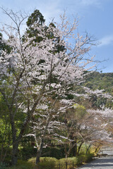 二尊院の桜