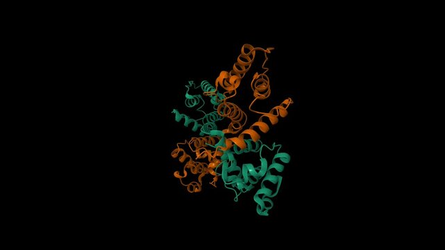 N-terminal actin-binding domain of human dystrophin. Animated 3D cartoon and molecular surface models, pdb 1dxx, chain id color scheme, black background