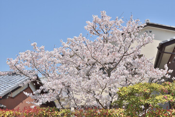 嵯峨野の桜