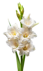 Elegant White Gladiolus Flower Isolated on Transparent Background