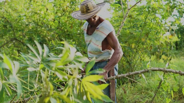 Campesino o trabajador del campo de la costa colombiana, cultivador de mata de yuca, tuberculo o raiz.  vestimenta de finca o campo con sombrero vueltiao, con machete, botas pantaneras y perro fiel.