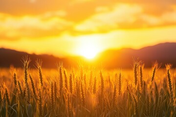 Fototapeta premium Golden wheat field under a vivid sunset, creating a serene and tranquil atmosphere perfect for nature-themed projects.