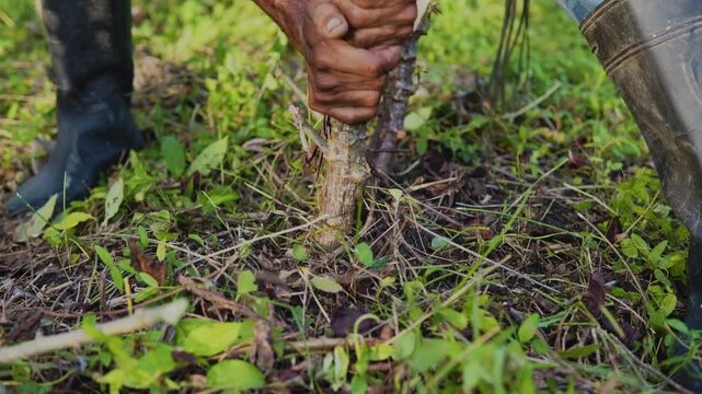 Campesino o trabajador del campo de la costa colombiana, cultivador de mata de yuca, tuberculo o raiz.  vestimenta de finca o campo con sombrero vueltiao, con machete, botas pantaneras y perro fiel.