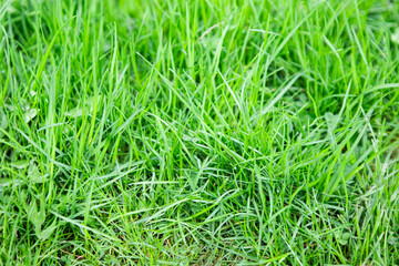 Ecological background, green grass field