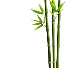 Fresh green bamboo stalks with lush leaves on a black background