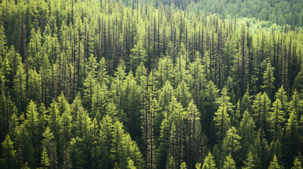 An image of the impact of climate change on forest health with increased pest infestations and tree dieback.