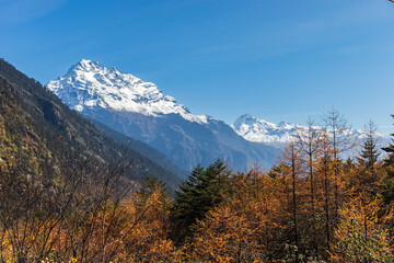 A vibrant autumn scene with colorful foliage and snow-capped mountains in the background. Perfect for depicting natural beauty, seasonal changes, and scenic landscapes. Sikkim, India