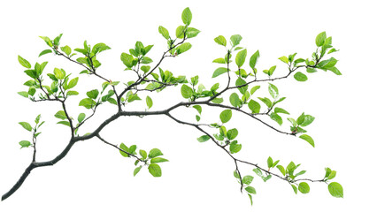 Obraz premium Isolated tree branch with leaves, detailed isolated on transparent background, PNG file,